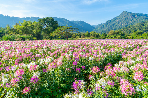 Beautiful colorful spider flowers blossom in the flower field and big mountain background.