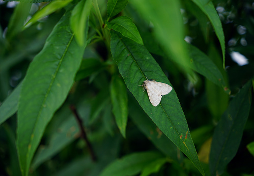 Nature background macro photo of a white fall webworm on a green leaves