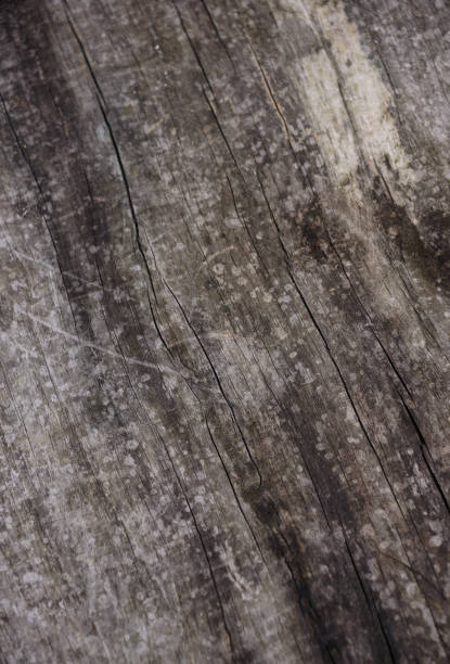 Nature texture and pattern of a wooden bench