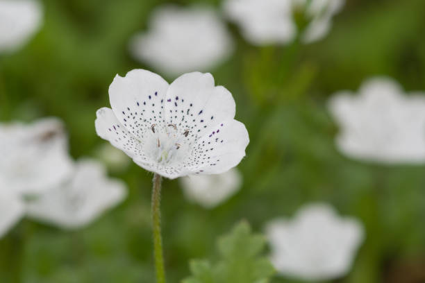Close-up of white Nemophila (Snowstorm)