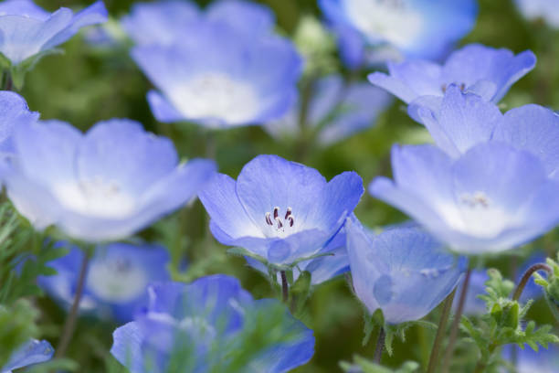 Close-up of Nemophila (baby blue eyes)
