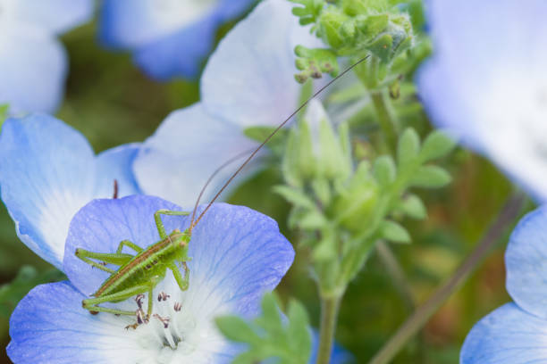Nemophila (baby blue eyes) and green grasshopper
