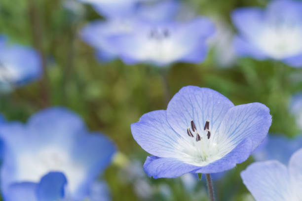 Close-up of Nemophila (baby blue eyes)