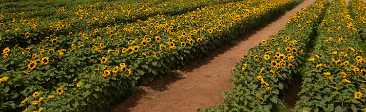 Rows of sunflowers in southern California United States