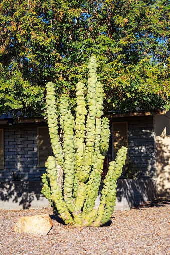 Xeriscaped front yard with Totem Pole cacti and desert style gravel, Phoenix, Arizona
