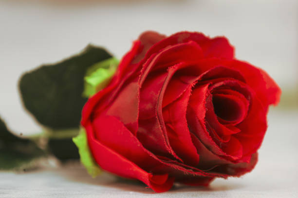 Close up red rose with petals macro texture, top view beauty nature aesthetic background, Natural floral  geometric pattern with curve lines, selective focus, vivid monochrome colored stylish photo