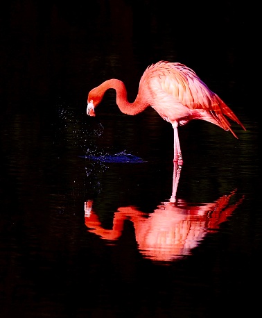 Caribbean flamingo on a lake with reflection on a dark background