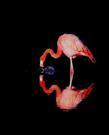 Caribbean flamingo on a lake splashing water with reflection on a dark background