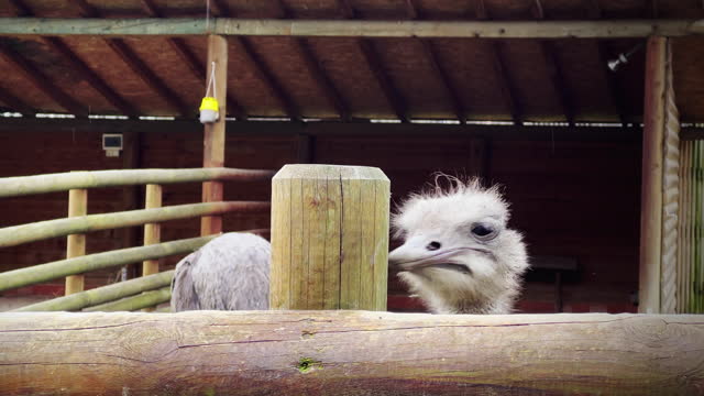 Animal Bird Ostrich in Barn