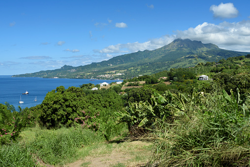 Rural landscape of Martinique with banana tree and Mt Pelé volcano in background.