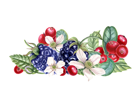 Bouquet with fresh blackberry and lingonberry. Red, black berries, flowers, buds on branch with leaves. Dewberry, bramble, cowberry. Watercolor illustration. For template package menu cookbook.