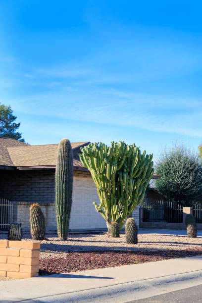 istock Arizona Streets Desert Style Xeriscaping 1979046305
