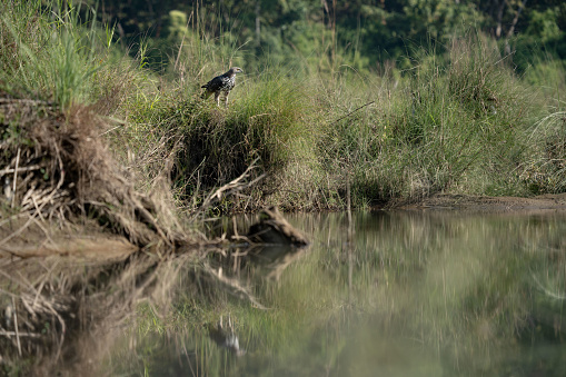 An osprey on the high bank of a river in the Chitwan National Park in Nepal.