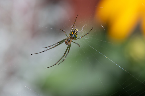 An Orchard Orbweaver Spider on its web in the outdoors.