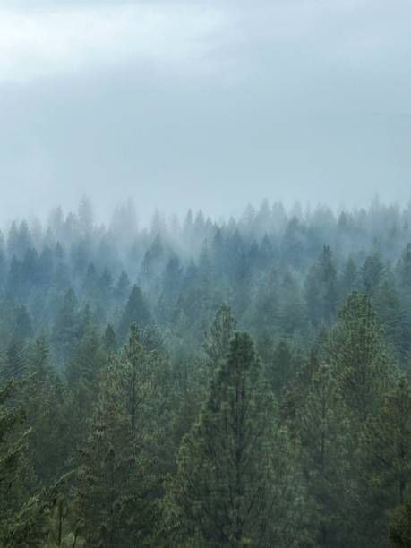 istock In the fog 1979144590