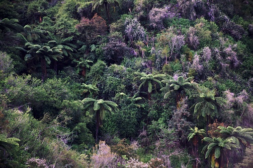 A beautiful subtropical rainforest background with native Punga, Nikau & Bush.