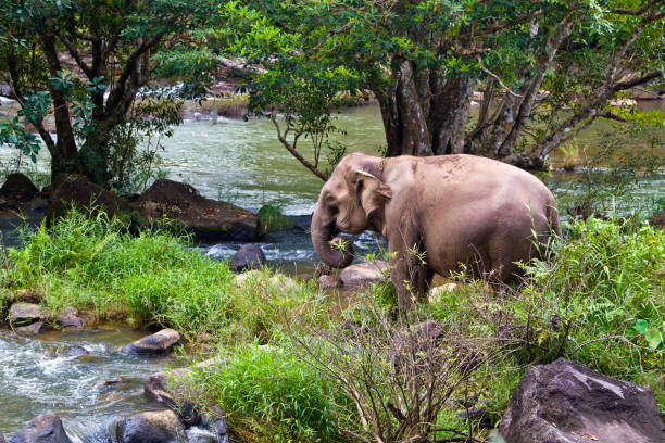 istock Tad lo waterfall in Southern Laos. 1979205010