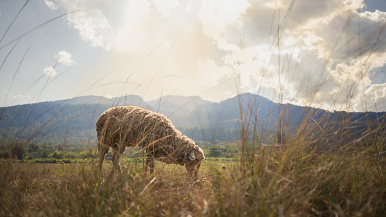 Sheep grazing on meadow with beautiful mountain landscape view during sunrise.