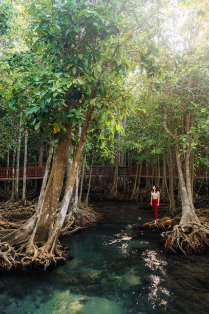 mujer disfruta de la serenidad del bosque en thapom klong song nam - tropical rainforest thailand root waterfall fotografías e imágenes de stock
