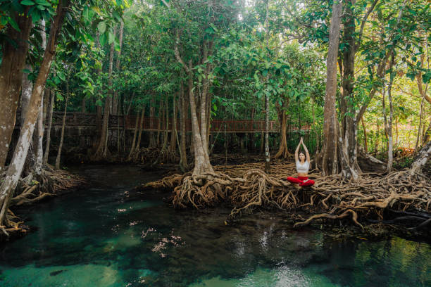 istock Serene woman doing yoga in mangrove forest 1979260122