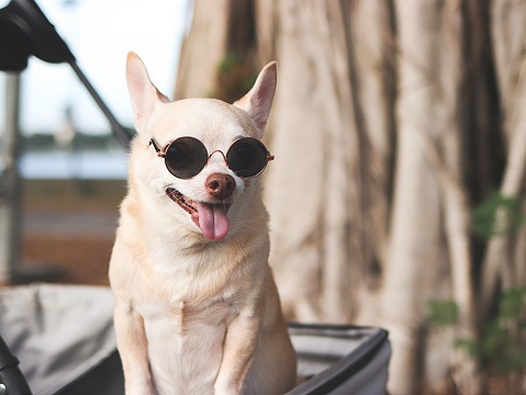 Portrait of happy and healthy Chihuahua dog  wearing sunglasses, standing in pet stroller with  banyan tree roots background in the park, smiling and looking at camera.