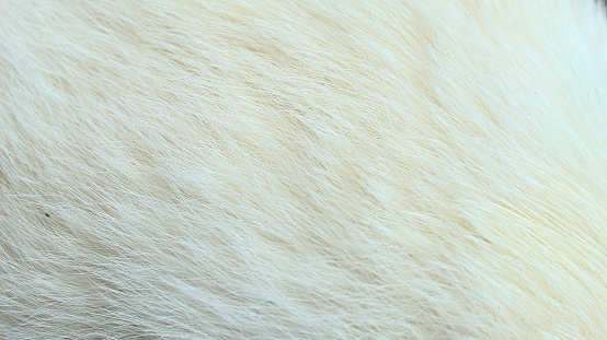 white cat fur texture close up. bright white cat hair background