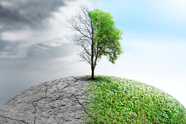 istock The difference between drought trees to growing trees on the ground with different sky 1979284513