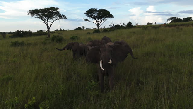 Aerial view in front of a angry elephant, attacking the drone, in Africa