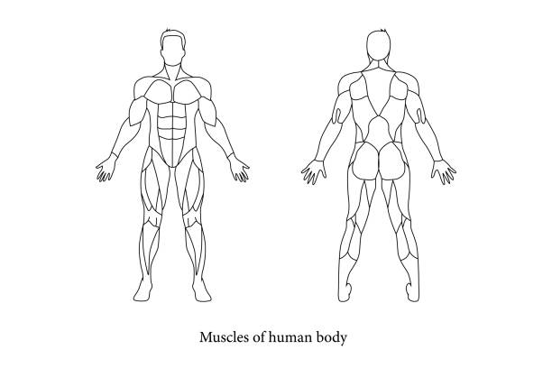 ilustraciones, imágenes clip art, dibujos animados e iconos de stock de el músculo de la parte del cuerpo humano - muscular build human muscle men anatomy