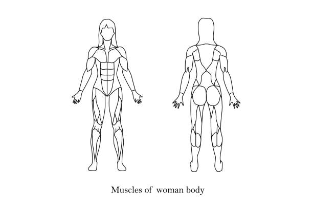 ilustraciones, imágenes clip art, dibujos animados e iconos de stock de biología de la mujer: músculos de la humanidad - muscular build human muscle men anatomy