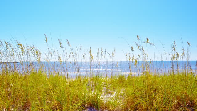 Sand Dunes and Grass along the Ocean
