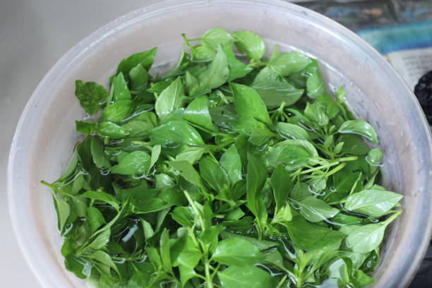 istock saw soaking basil leaves at the market 1979313950