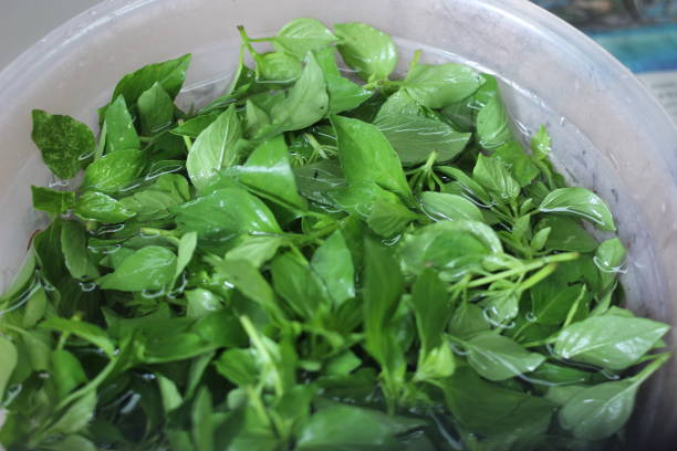 istock saw soaking basil leaves at the market 1979313954