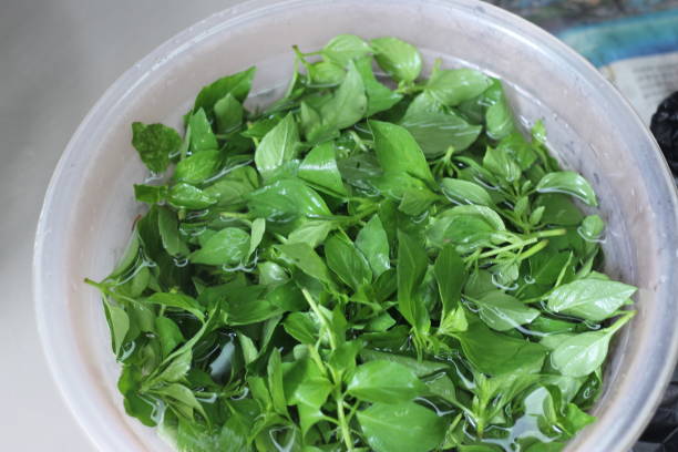 istock saw soaking basil leaves at the market 1979313957
