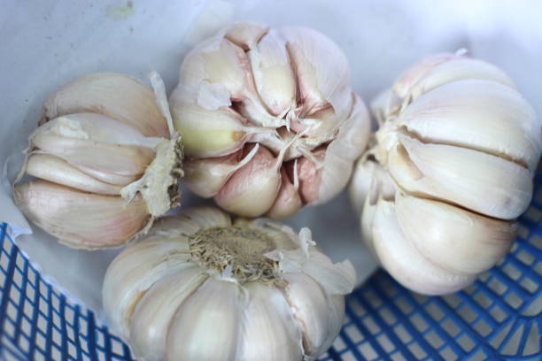 White garlic cut out shooting photo with fresh condition.