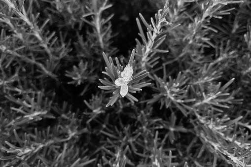 Black and white photo. The texture of a plant or flower