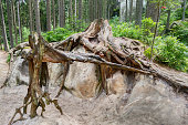 Close-up on tree roots in forest.