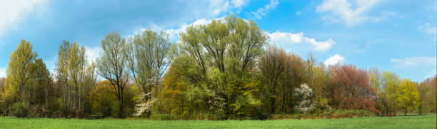 istock Deciduous forest with blossoming, diverse trees and meadow in the foreground in sunny weather in panoramic shot 1979362642