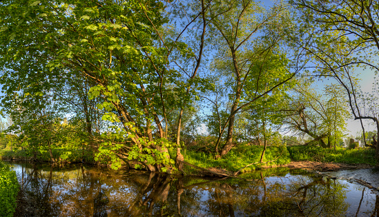Lush vegetation with tree trunks, treetops and undergrowth in spring on a stream bank in fine, sunny weather