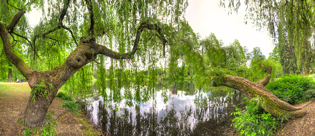 Gnarled, bent tree trunks and treetops of old weeping willows by a pond