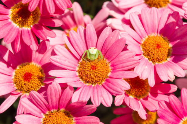 Mexican fleabane or Erigeron karvinskianus in flower. Pink with yellow heart in the daisy family (Asteraceae)