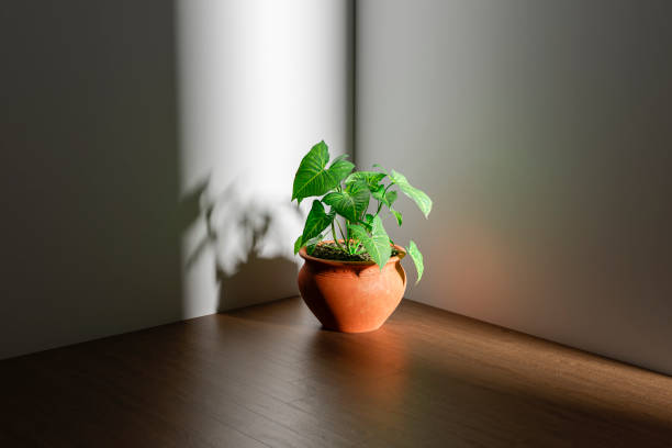 istock Potted flower in the corner 1979381766