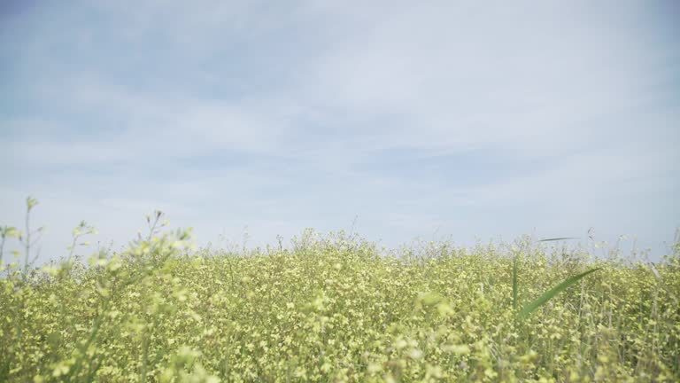 flowers in a field moving with the breeze, clean blue sky, nature rural shot