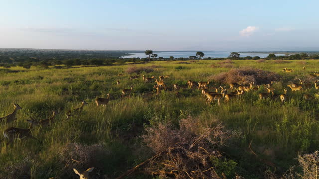 Drone tracking (Nanger granti) Gazelle, running across savannah, sunset in Uganda