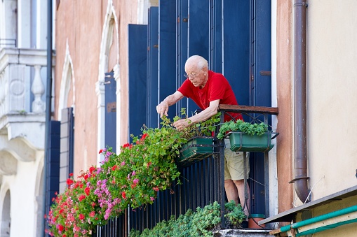 Senior man on balcony taking care of flowers in plant pots at City of Venice on a bright sunny summer day. Photo taken August 7th, 2023, Venice, Italy.