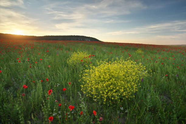 istock Spring meadow of flowers 1979389643