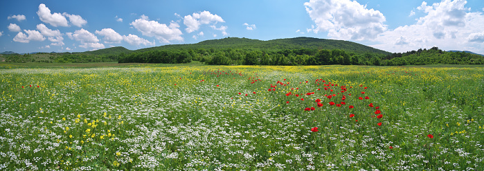 Spring meadow of flowers. Hi-resolution panorama. Nature composition.