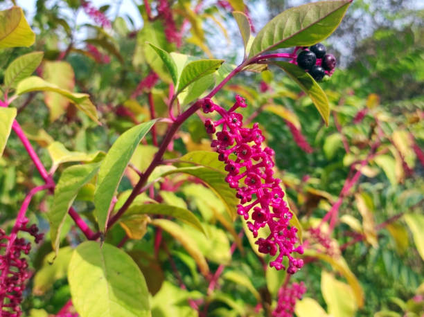 planta americana pokeweed, phytolacca americana, close up - poke weed - fotografias e filmes do acervo