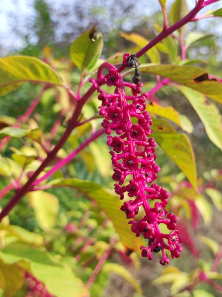 미국 pokeweed 식물, phytolacca americana, 가 까이 서 - poke weed 뉴스 사진 이미지