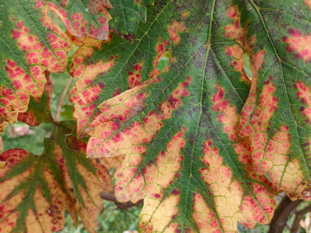 istock chlorosis disease on the leaves in vineyard 1979402856